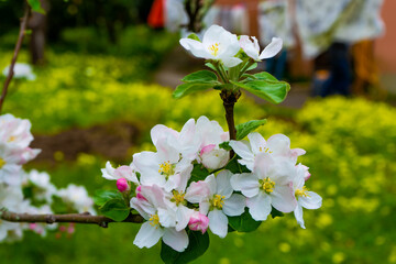 Apple Bloom