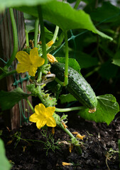 cucumbers in the garden growing in the garden