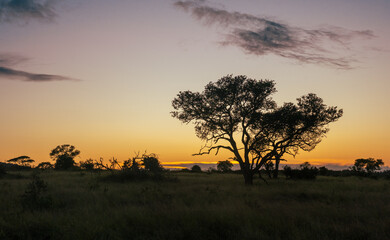 Fototapeta na wymiar Savannah trees at sunset.