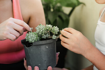 detailed shot of the hands of a little brown girl with her mother checking the growth of the plant