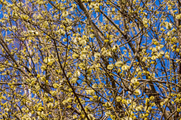 blue and yellow