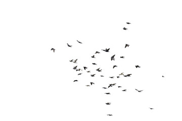 Flocks of flying pigeons isolated on white background. Save with clipping path. 
