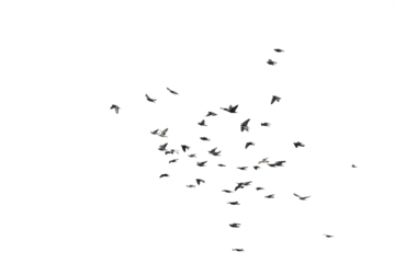 Flocks of flying pigeons isolated on white background. Save with clipping path. 