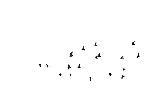 Flocks of flying pigeons isolated on white background. Save with clipping path. 