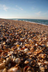 Obraz premium Sea of Azov coast, shells instead of sand