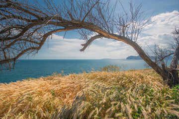 spikelets of grass in the mountains on the black sea