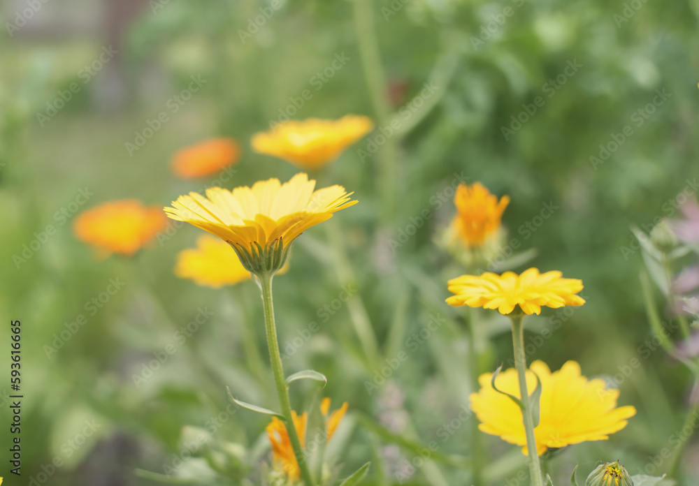 Wall mural yellow flowers in a field