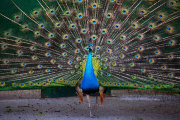 Plakat peacock with tail front view