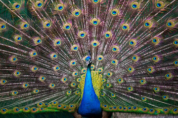 peacock with tail front view - Powered by Adobe