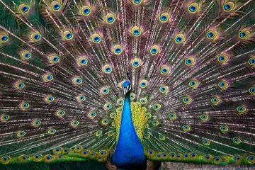 Zelfklevend Fotobehang peacock with tail front view © vadimborkin