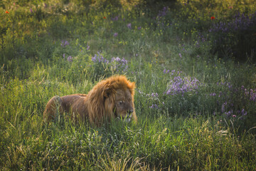lion sneaks in the grass © vadimborkin