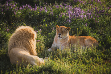 lion and lioness lie in the grass