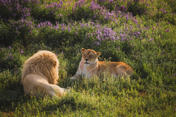 lion and lioness lie in the grass
