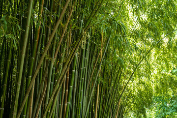 bamboo grove, green impenetrable bamboo