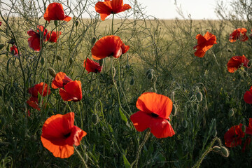 Obraz premium purple water lily flower on a background of leaves