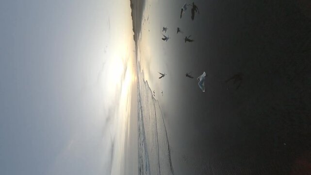 seagulls on the beach