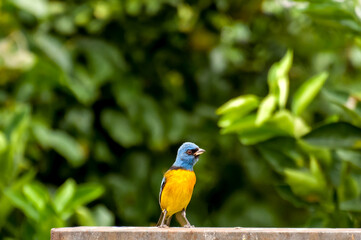 Beautiful Blue-and-yellow Tanager bird in home garden in Brazil (Rauenia bonariensis)