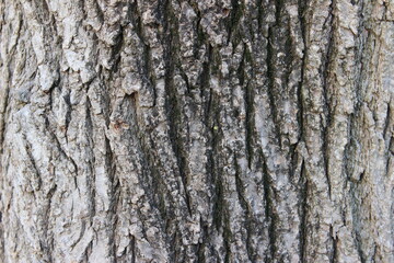 bark of a tree