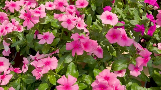 Close up footage of plant background. It is called "Catharanthus roseus"