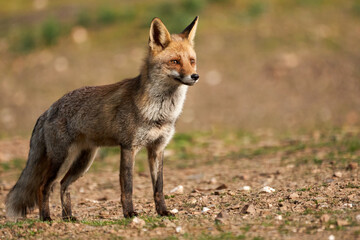 Beautiful full body close up portrait of a common fox on the ground in the sierra de andujar, andalucia, spain