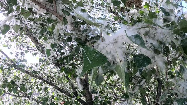 A branch with white fluff of a flowering poplar against blue sky on sunny day. Large branch with many flowers of flowering poplar from white fluff. Branch with tree flowers. Poplar tree seasonal bloom