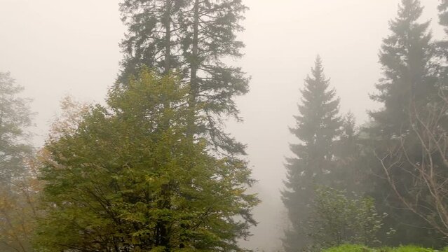 Footage of forest trees and beautiful nature in fog. The image is captured in Trabzon area of Black Sea region located at northeast of Turkey.