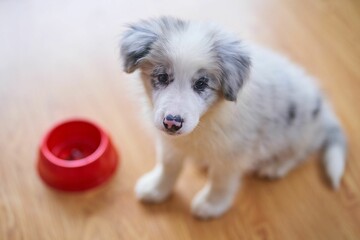 Closeup of a gray and white Australian Shepherd puppy sitting next to its food bowl