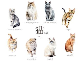 猫の水彩イラスト8種Aセット／AI画像（スコティッシュ・マンチカン・ノルウェージャン・茶トラなど）