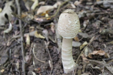 white young mushroom with a small cap on the gray ground after the rain in the forest