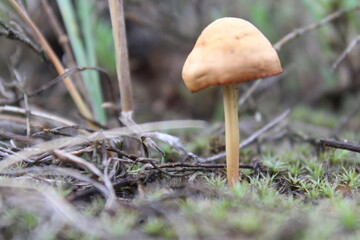 brown mushroom with green moss in the forest
