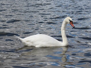 a white swan swims on the lake