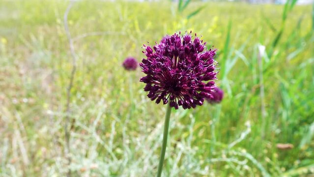 Broadleaf wild leek (Allium atroviolaceum) onions grow in the deposits (dry steppe, upland herbaceous meadow) of the northern Black Sea region and Crimea. Many nectarophages and pollinators of flowers