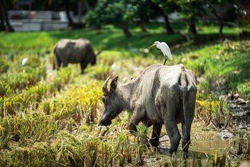 Water buffalo on a farmland standing in the mud