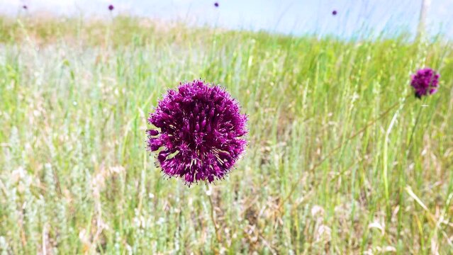 Broadleaf wild leek (Allium atroviolaceum) onions grow in the deposits (dry steppe, upland herbaceous meadow) of the northern Black Sea region and Crimea