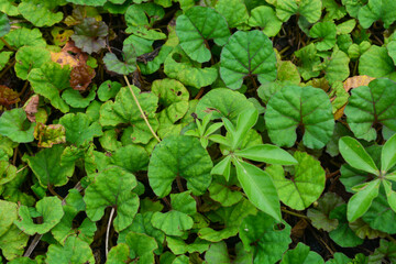 Close up of plants, flowers, leaves. Flat lay photography