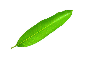 Fototapeta na wymiar Mango leaf isolated on transparent png