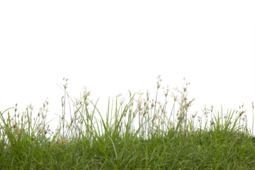 Grass isolated on white background. Save with clipping path.