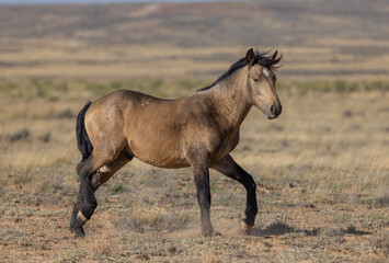 Obraz na płótnie Canvas Cute Young Wild Horse in Autumn in the Wyoming Desert