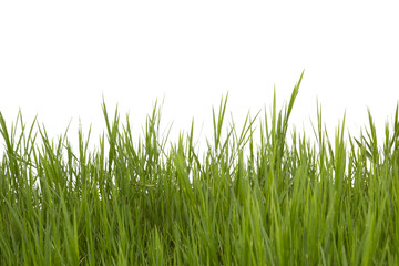 Fototapeta premium Grass isolated on white background. Save with clipping path.