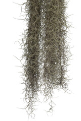 Spanish moss isolate on white background. Clipping path. - 593622065