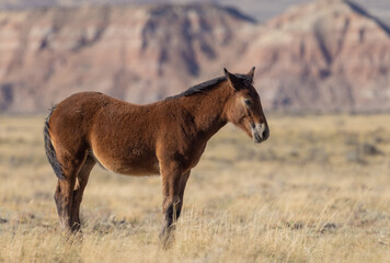 Cute Young Wild Horse in Autumn in the Wyoming Desert