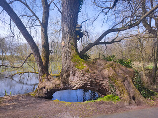 Irish pond with tree in the focus with two big roots
