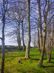 Trees in Ireland, Louth