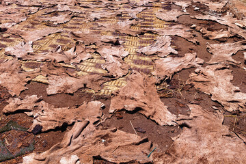 Drying of the animal skins in the tannery in Marrakech on a sunny day. Morocco.