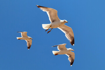 The three yellow-legged seagulls flying in the blue sky on a sunny day in Morocco.