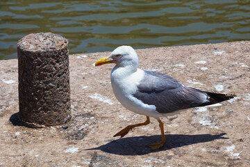 The adult yellow-legged seagull walking on the pier near water.