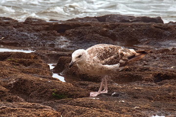 The young seagull looking for food on the volcanic shore of the Atlantic Ocean in the area of...
