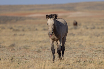 Cute Young Wild Horse in Autumn in the Wyoming Desert