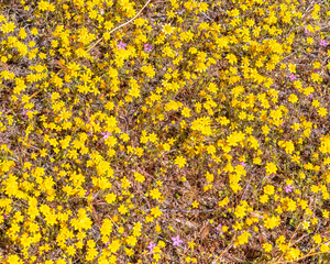 April 14, 2023, Lancaster, CA, USA: Close up of Goldfields flowers (Lasthenia californica) bloom on the side of the road in Lancaster, CA.