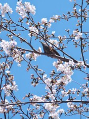 桜と鳥さん